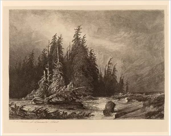 Alexandre Calame, Mountain PInes, Swiss, 1810 - 1864, 1840, etching on chine colla