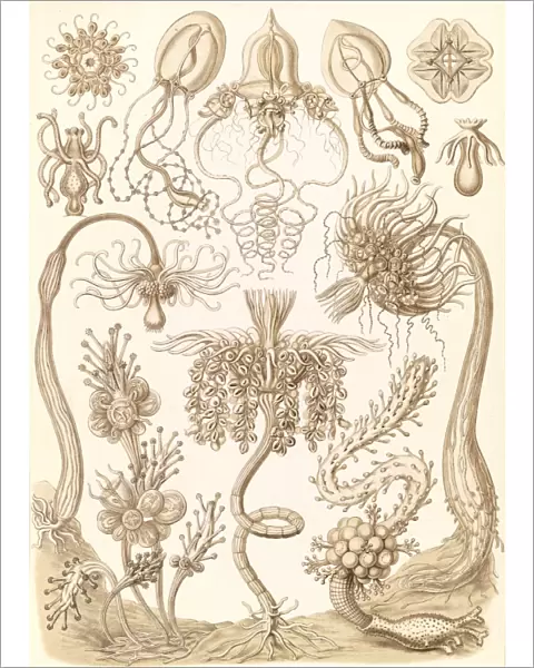 Illustration shows marine invertebrates. Tubulariae