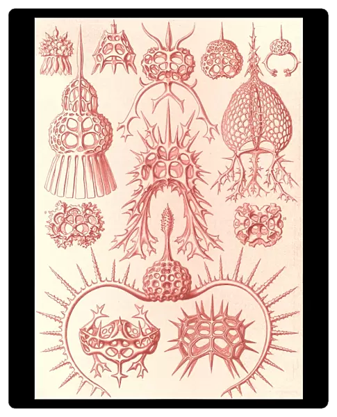 Illustration shows microorganisms. Spyroidea
