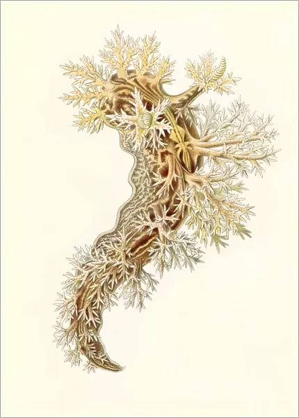 Illustration shows marine mollusks. Nudibranchia. - Nacktkiemen-Schnecken, 1 print