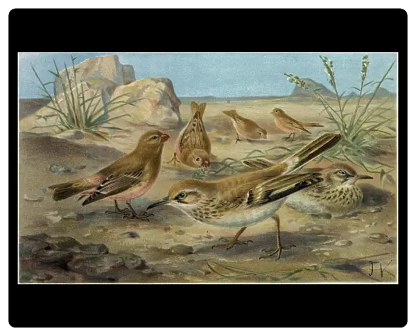 Desert Finch and Desert Lark