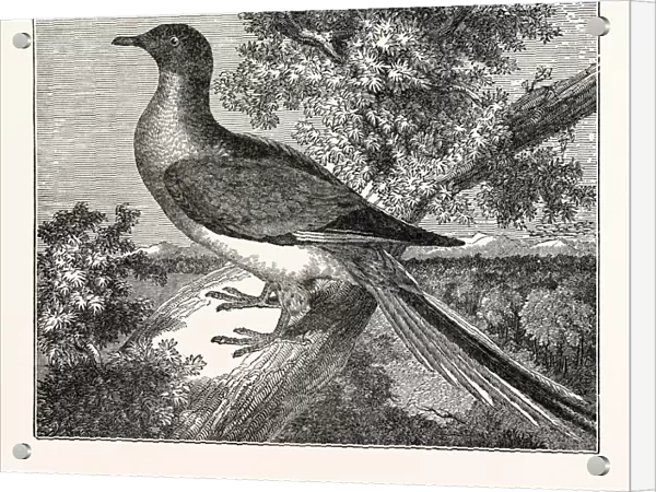 Passenger-Pigeon