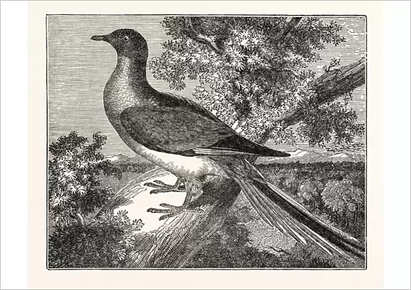Passenger-Pigeon