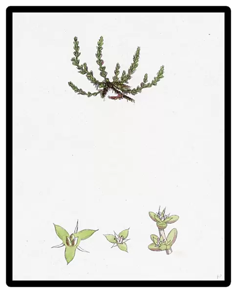 Tillaea muscosa; Mossy Tillaea