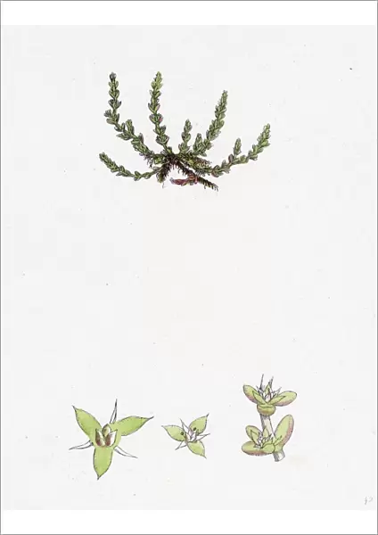 Tillaea muscosa; Mossy Tillaea