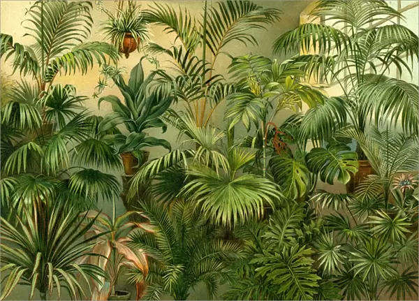plants, 19th century, kentia baueri, chrysalidocarpus (hyophorbe) lutescens, howea
