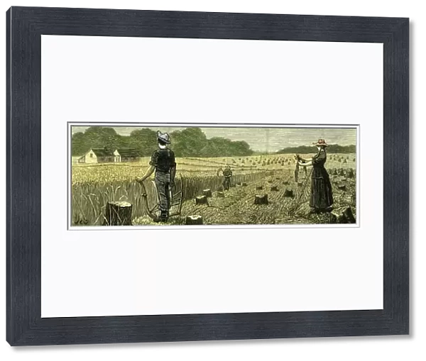canada, wheat, harvesting, harvest time, reaping, picking, harvest, new land, 1880