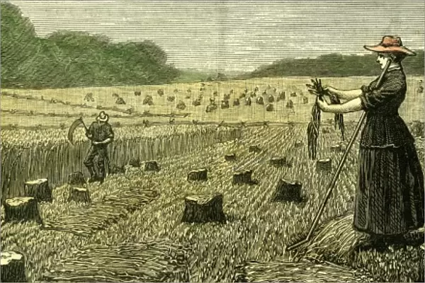 canada, wheat, harvesting, harvest time, reaping, picking, harvest, new land, 1880