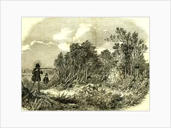 pheasant shooting, u. k. 1850, pheasant, vintage, old print, 19th century, victorian