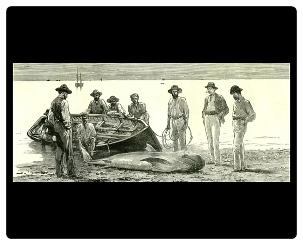 caribbean, body of salty water, sea, 1885, shark, catching fish, fishing, fish