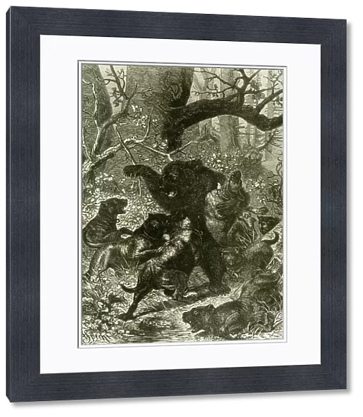bear, hunting, hunt, 1891, russia, bear, hunting, hunt, vintage, old print, 19th century