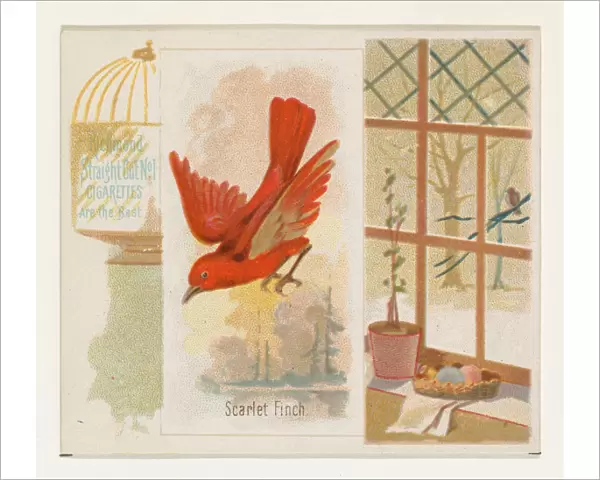 Scarlet Finch Song Birds World series N42 Allen & Ginter Cigarettes