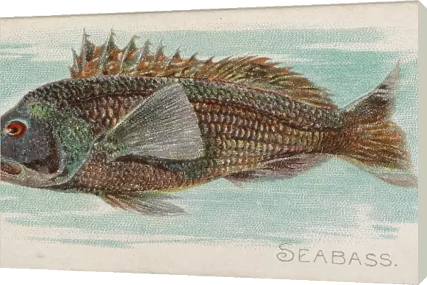 Sea Bass Fish American Waters series N8 Allen & Ginter Cigarettes Brands