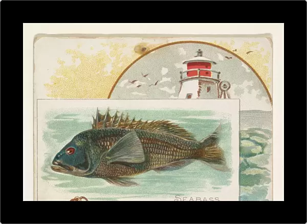 Sea Bass Fish American Waters series N39 Allen & Ginter Cigarettes