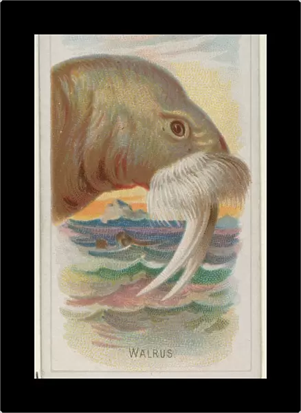 Walrus Wild Animals World series N25 Allen & Ginter Cigarettes