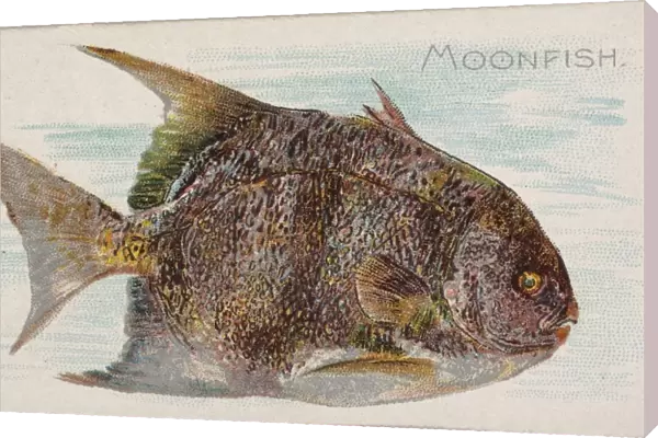 Moonfish Fish American Waters series N8 Allen & Ginter Cigarettes Brands