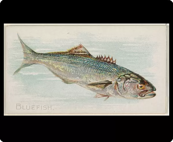 Bluefish Fish American Waters series N8 Allen & Ginter Cigarettes Brands