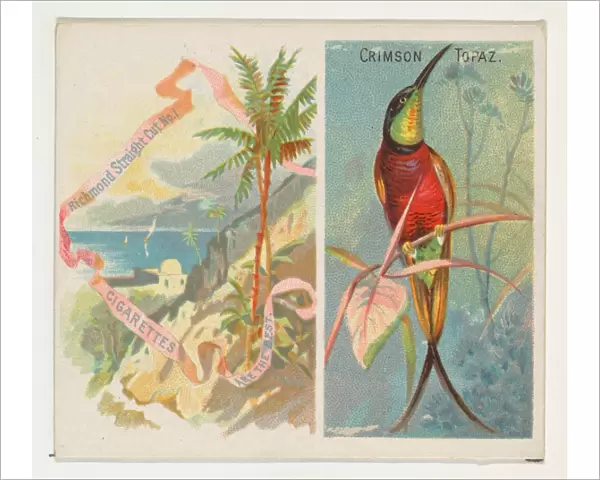 Crimson Topaz Birds Tropics series N38 Allen & Ginter Cigarettes