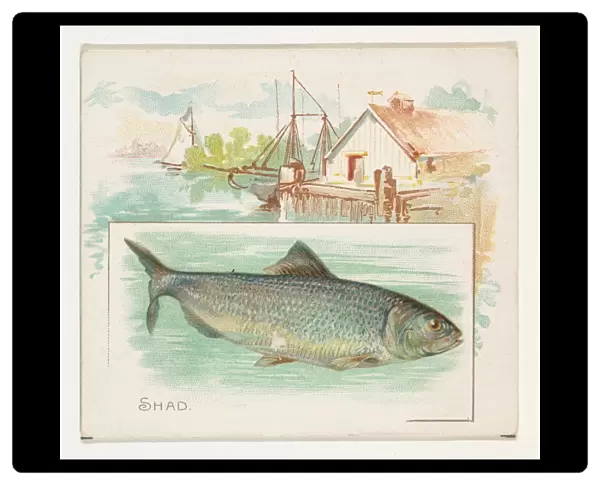 Shad Fish American Waters series N39 Allen & Ginter Cigarettes