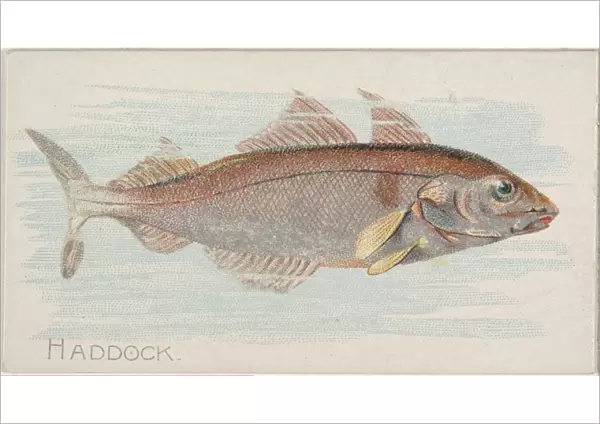 Haddock Fish American Waters series N8 Allen & Ginter Cigarettes Brands