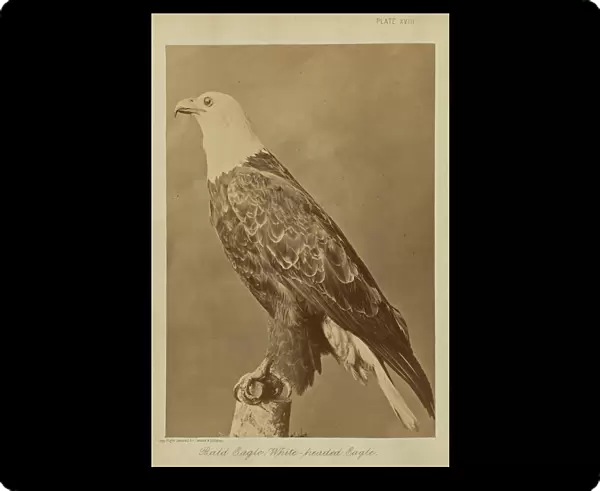 Bald Eagle White-headed Eagle William Notman