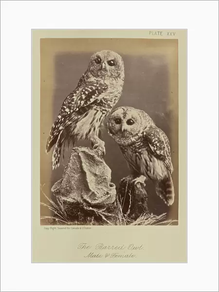 Barred Owl Male & Female William Notman Canadian