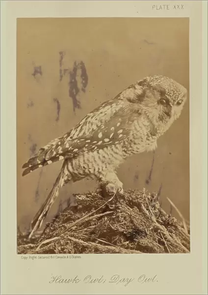 Hawk Owl Day Owl William Notman Canadian born Scotland