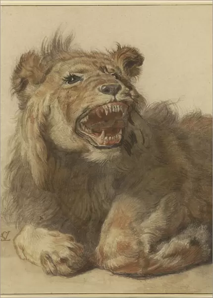 Lion Snarling Cornelis Saftleven Dutch 1607 1681