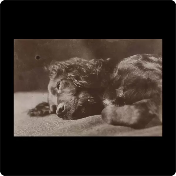 Boyce Portrait Setter Dog Thomas Eakins American