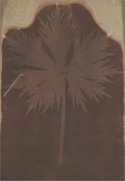 Fronded Leaf William Henry Fox Talbot English