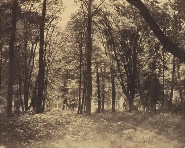 Forest Scene Gustave Le Gray French 1820 1884