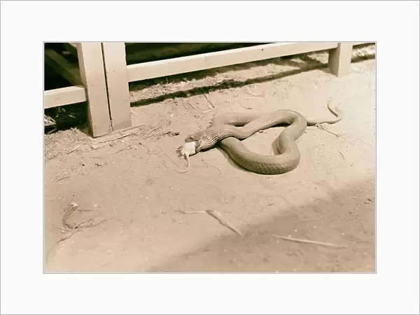 Tel Aviv Zoo Rat nearly engulfed snakes mouth