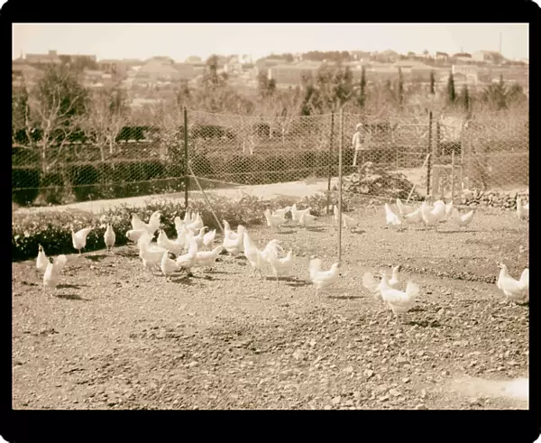 Agriculture Government poultry yards white leghorn