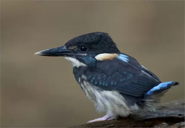 Male Blue-banded Kingfisher, Alcedo euryzona