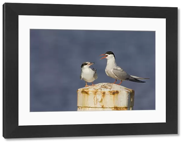 Common Tern perched and calling with juvenile, Sterna hirundo