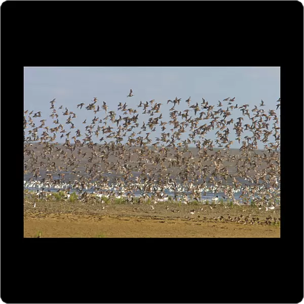 Curlew Sandpiper flock flying, Calidris ferruginea