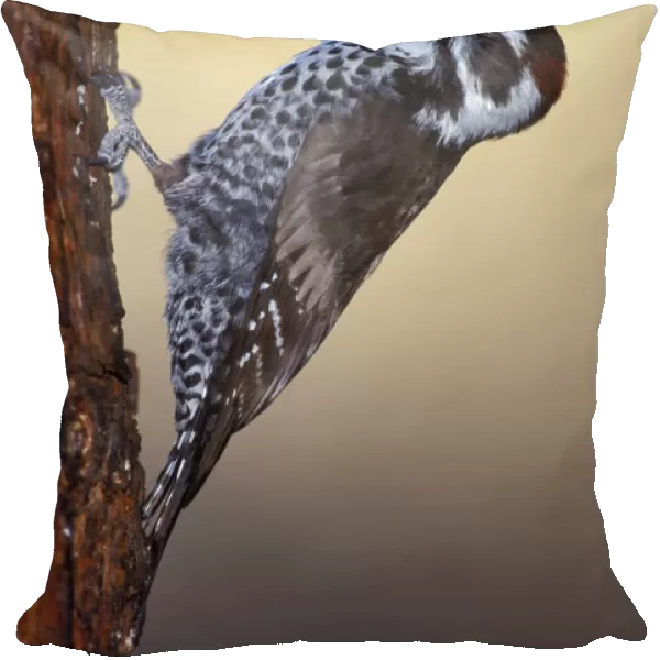 Arizona Woodpecker, Leuconotopicus arizonae, United States