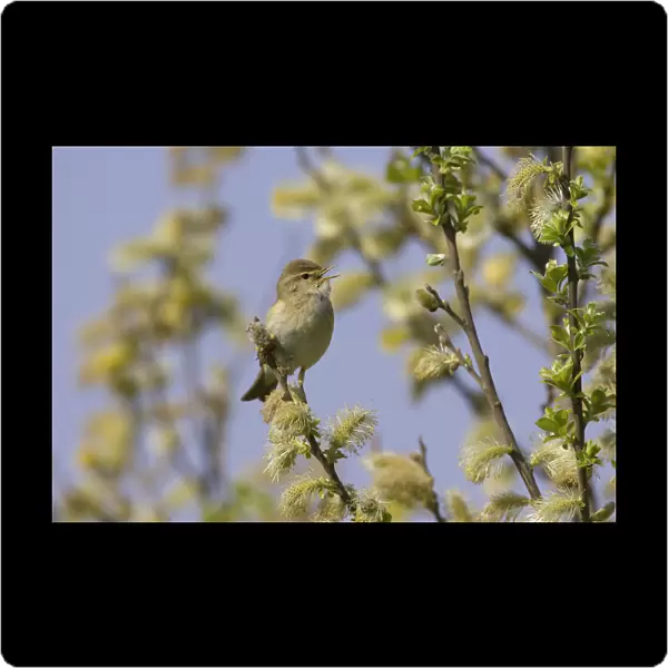 Singing Willow Warbler, Phylloscopus trochilus, Netherlands
