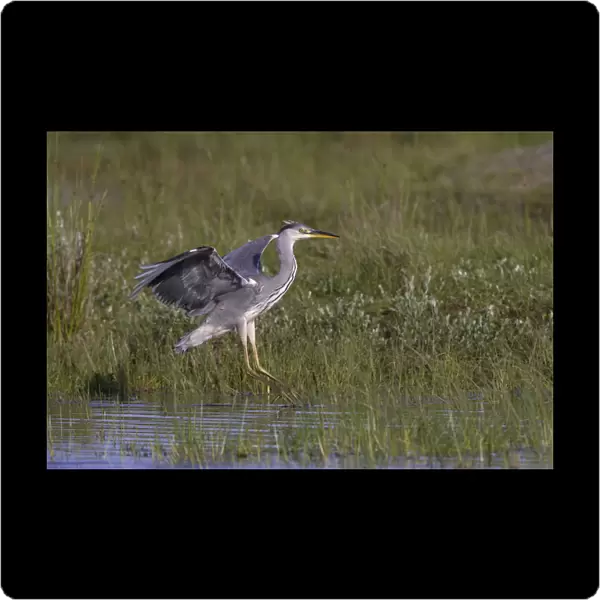 Flying juvenile Grey Heron, Ardea cinerea, Netherlands