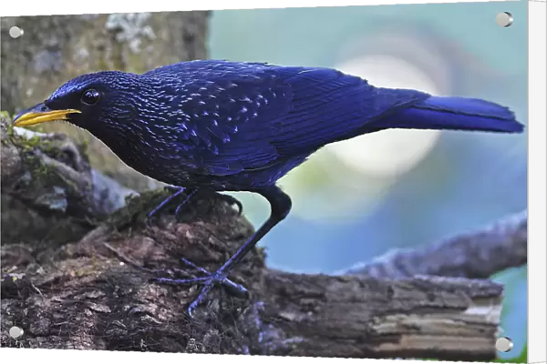 Male Blue Whistling-Thrush