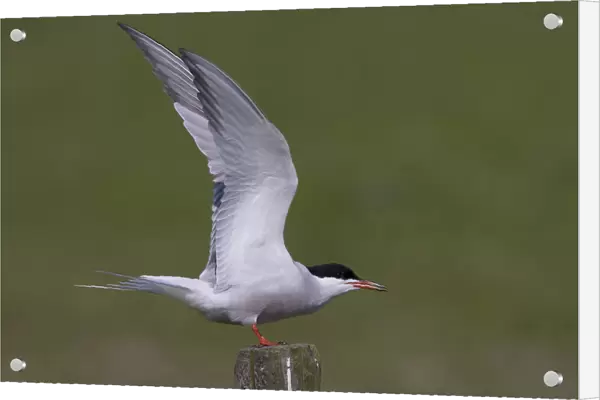 Common Tern with lifted wings, Sterna hirundo, Netherlands