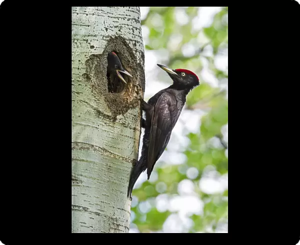 Black Woodpecker feeding a chick at its nest in a tree, Dryocopus martius, Italy