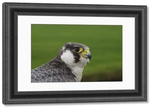 Peregrine Falcon close up, Falco peregrinus