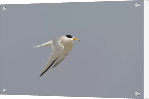 Adult Little Tern in flight, Sternula albifrons, Netherlands