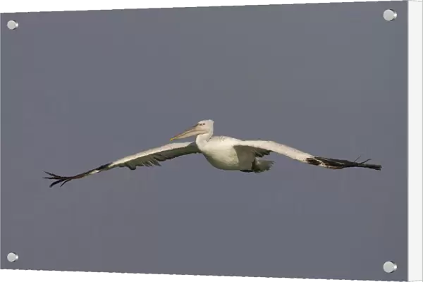 Flying Dalmatian Pelican, Pelecanus crispus, Iran