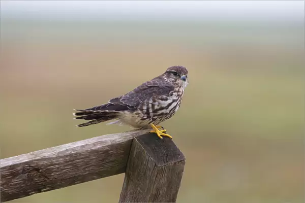 Merlin (Falco columbarius), Falco columbarius, Netherlands