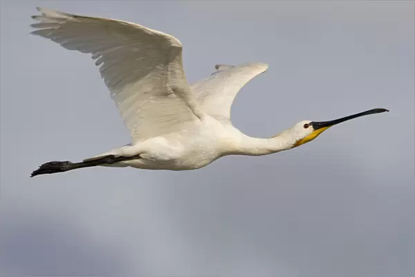 Flying adult Spoonbill, Netherlands
