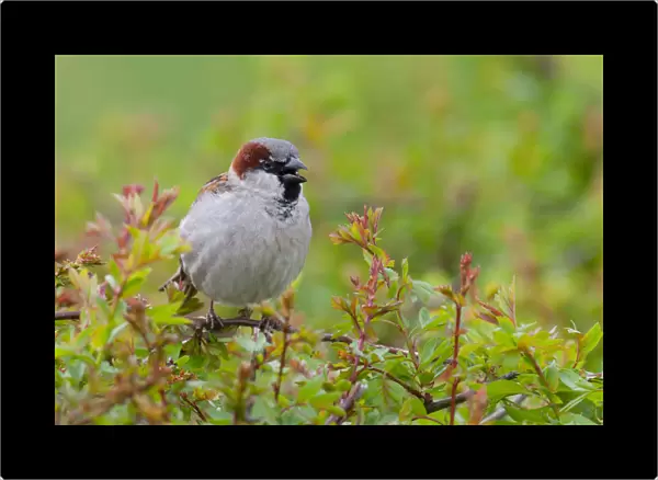 Singing male House Sparrow in a hedge, Passer domesticus