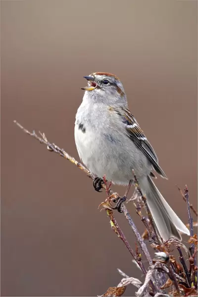 American Tree Sparrow, Spizelloides arborea, United States