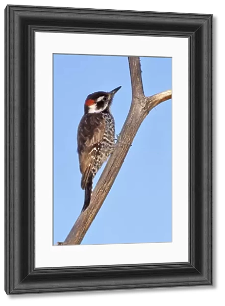 Arizona Woodpecker, Leuconotopicus arizonae, United States